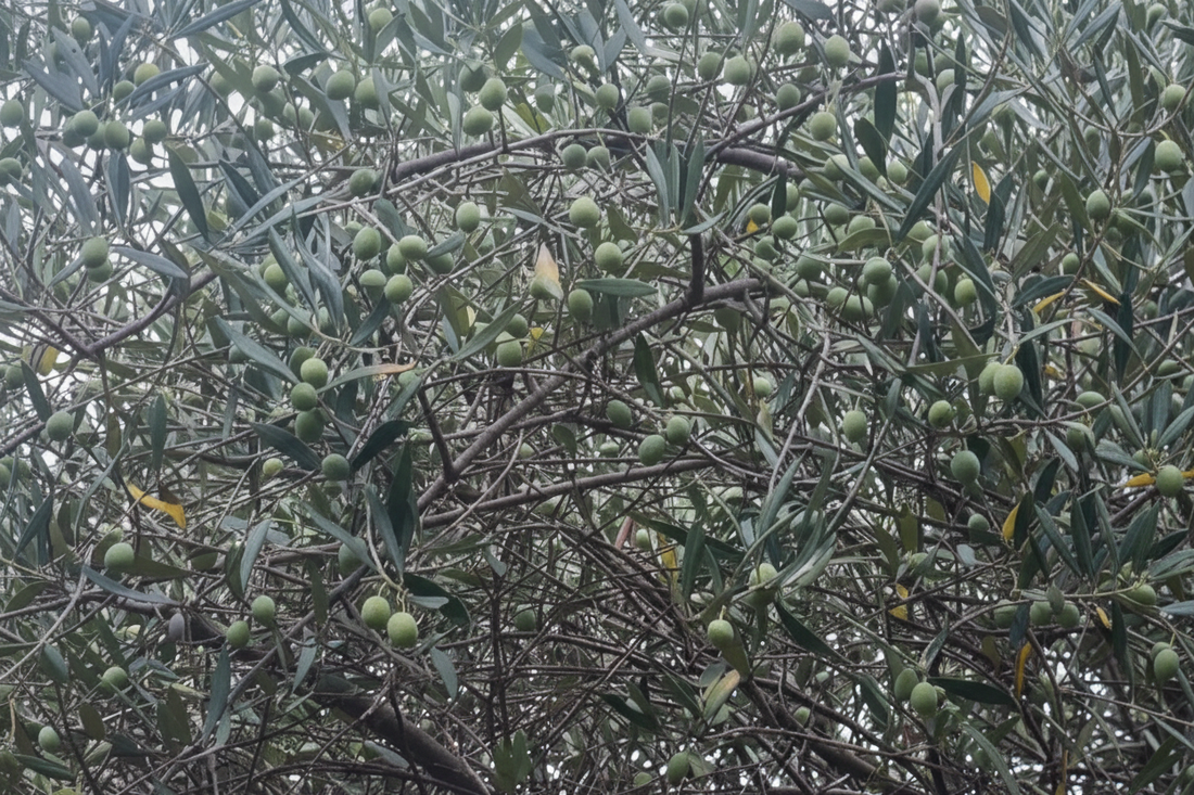 Why Sicilian Olive Oil is Different — and Why That Difference Starts in the Mountains
