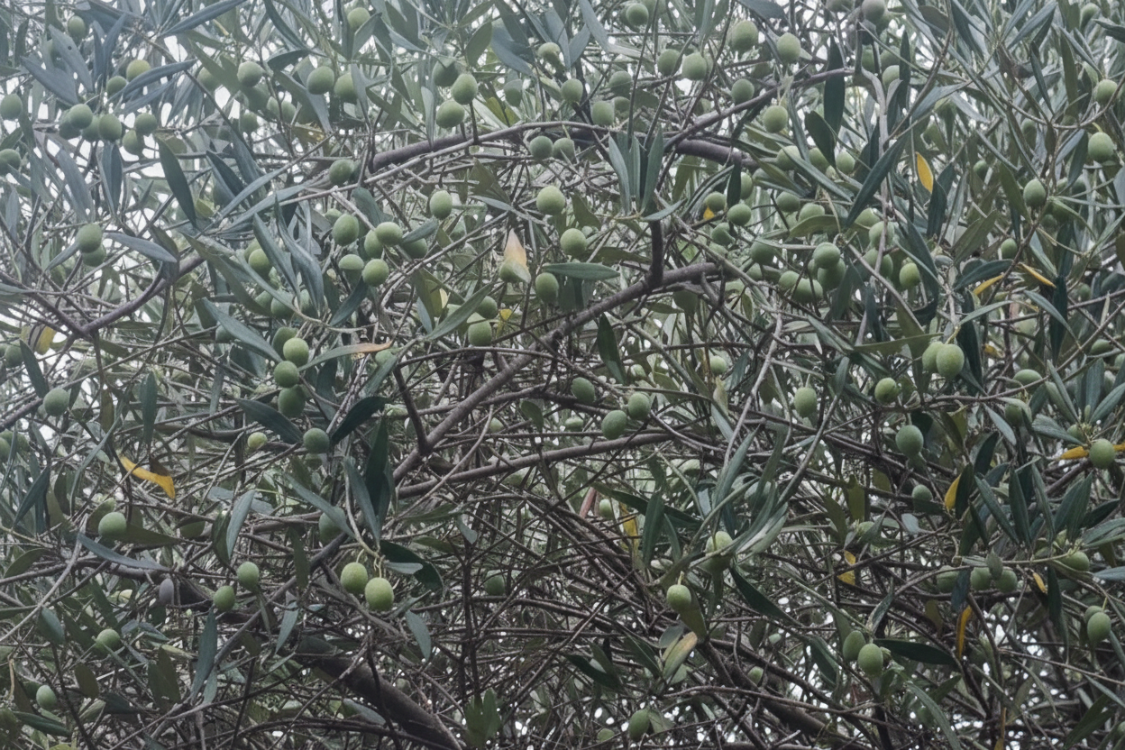 Why Sicilian Olive Oil is Different — and Why That Difference Starts in the Mountains