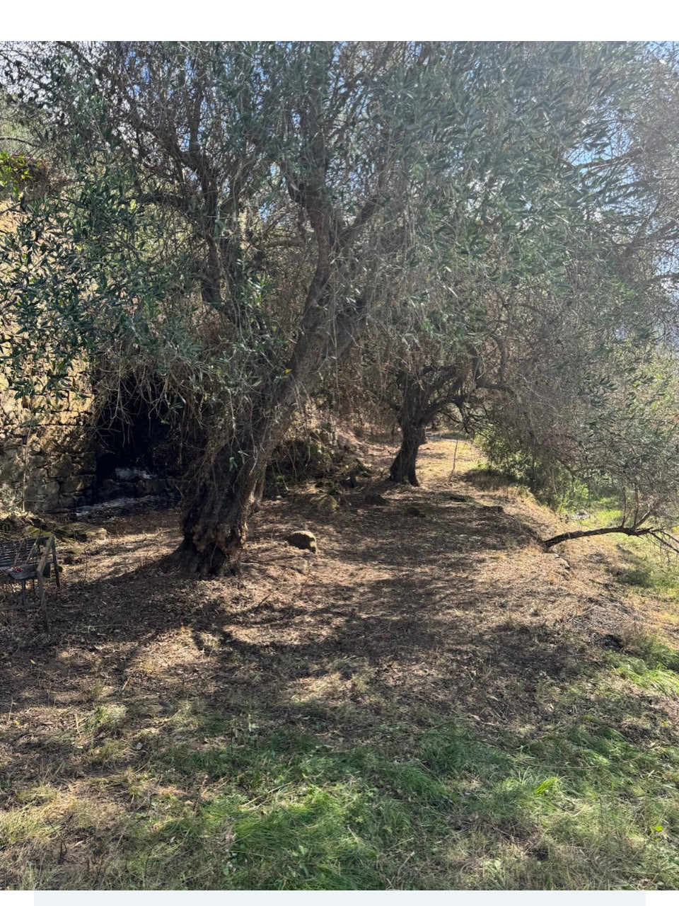 Prima Raccolta · First Harvest EVOO — 250ml