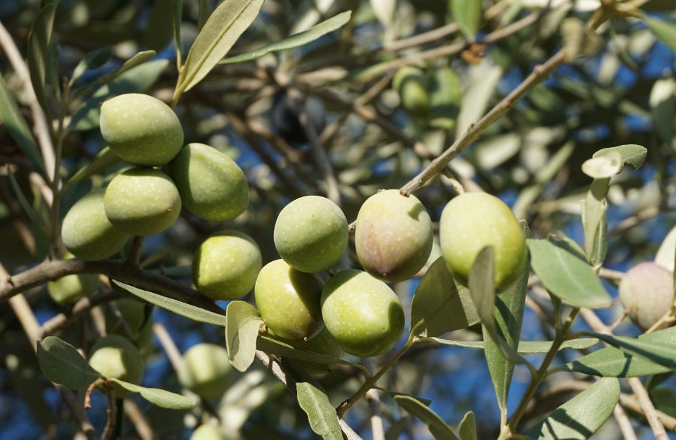 Minuta Olive cultivare Oliveto Letizia single estate harvest